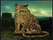 Leopard Tracy