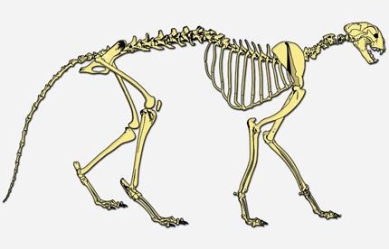 Gepard - szkielet